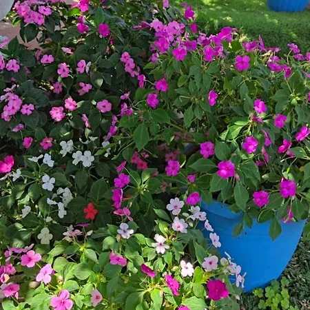 Artemis Superb 2 Bedroom 700 M Away From The Minia